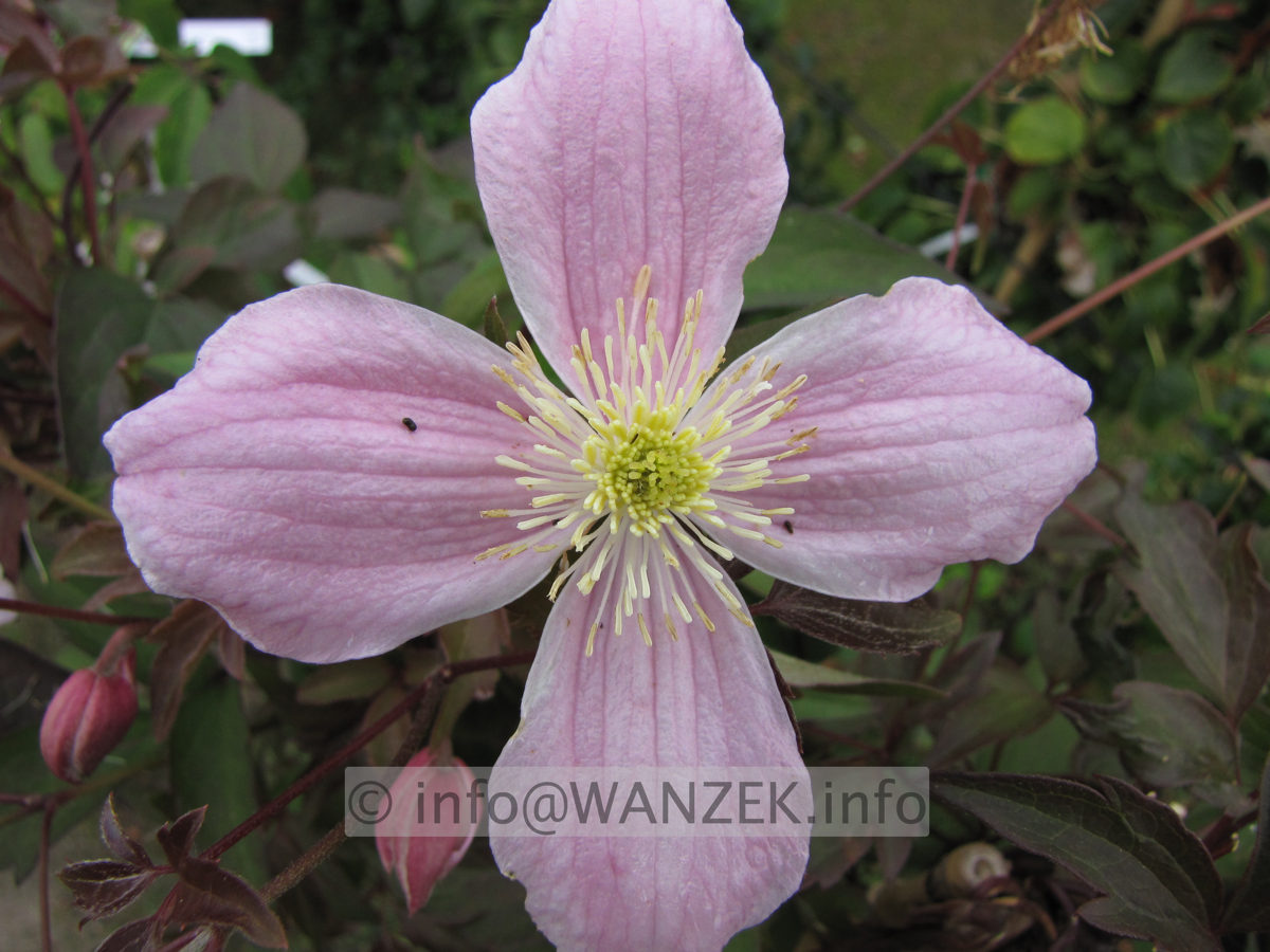 Clematis montana Mayleen.JPG